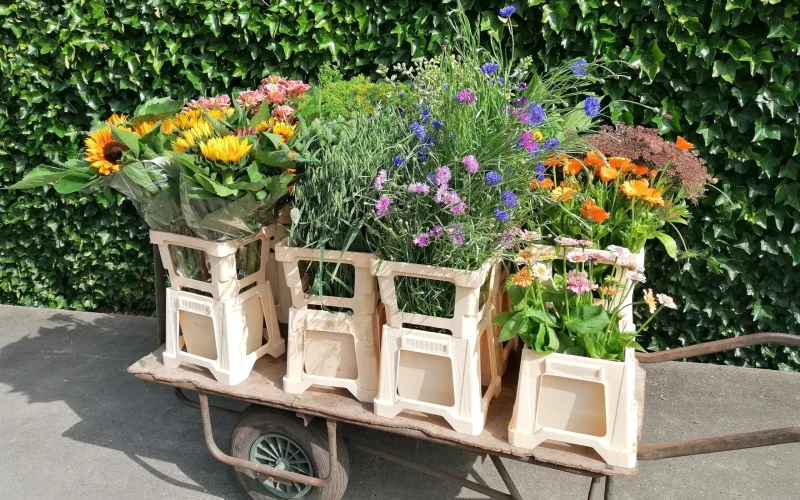 Kweeklokaal emmers met bloemen